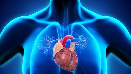 Grafik des menschlichen Herzens - Foto: iStock/Nerthuz