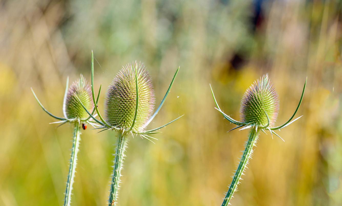 Wilde Karde bei Borreliose