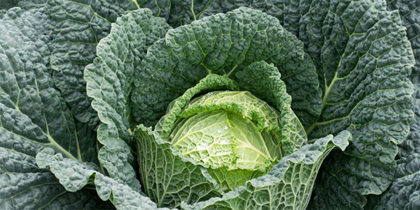 Eine Kohl-Art: Wirsing. Schon 100 Gramm decken den Tagesbedarf an Vitamin C