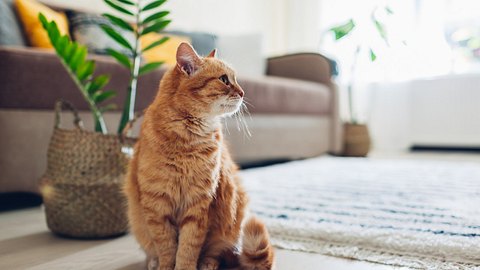 Getigerte Katze sitzt im Wohnzimmer - Foto: iStock / Maryviolet