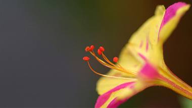 Die Wunderblume - eine farbenprächtige Heilpflanze