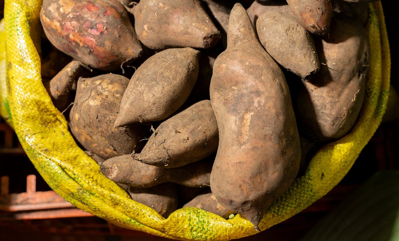 Die Süßkartoffel Yacón ist eigentlich in Südamerika beheimatet