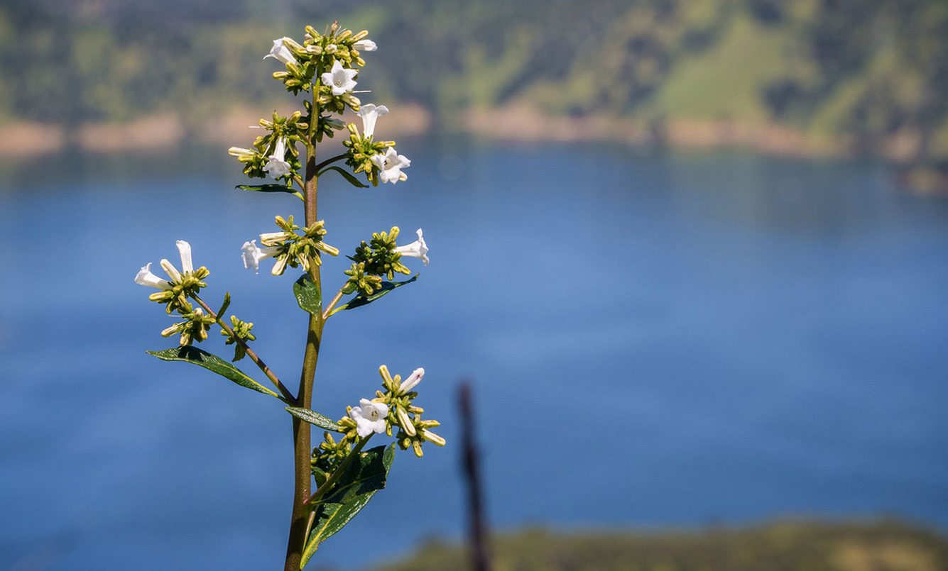 Die Blütenpflanze Yerba Santa enthält einen Wirkstoff, der schützend auf Nervenzellen wirkt