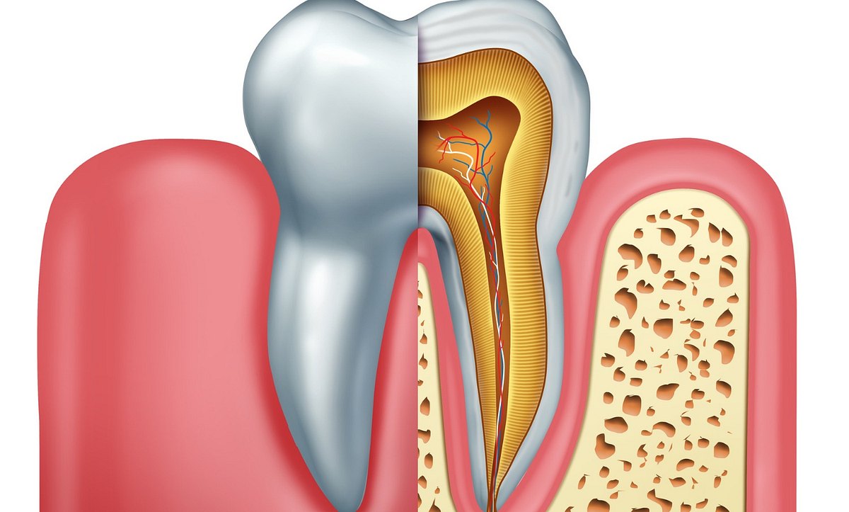 Querschnitt eines Zahns