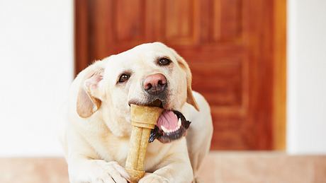 Liegender Hund kaut an einem Knochen - Foto: iStock-491995243 Chalabala