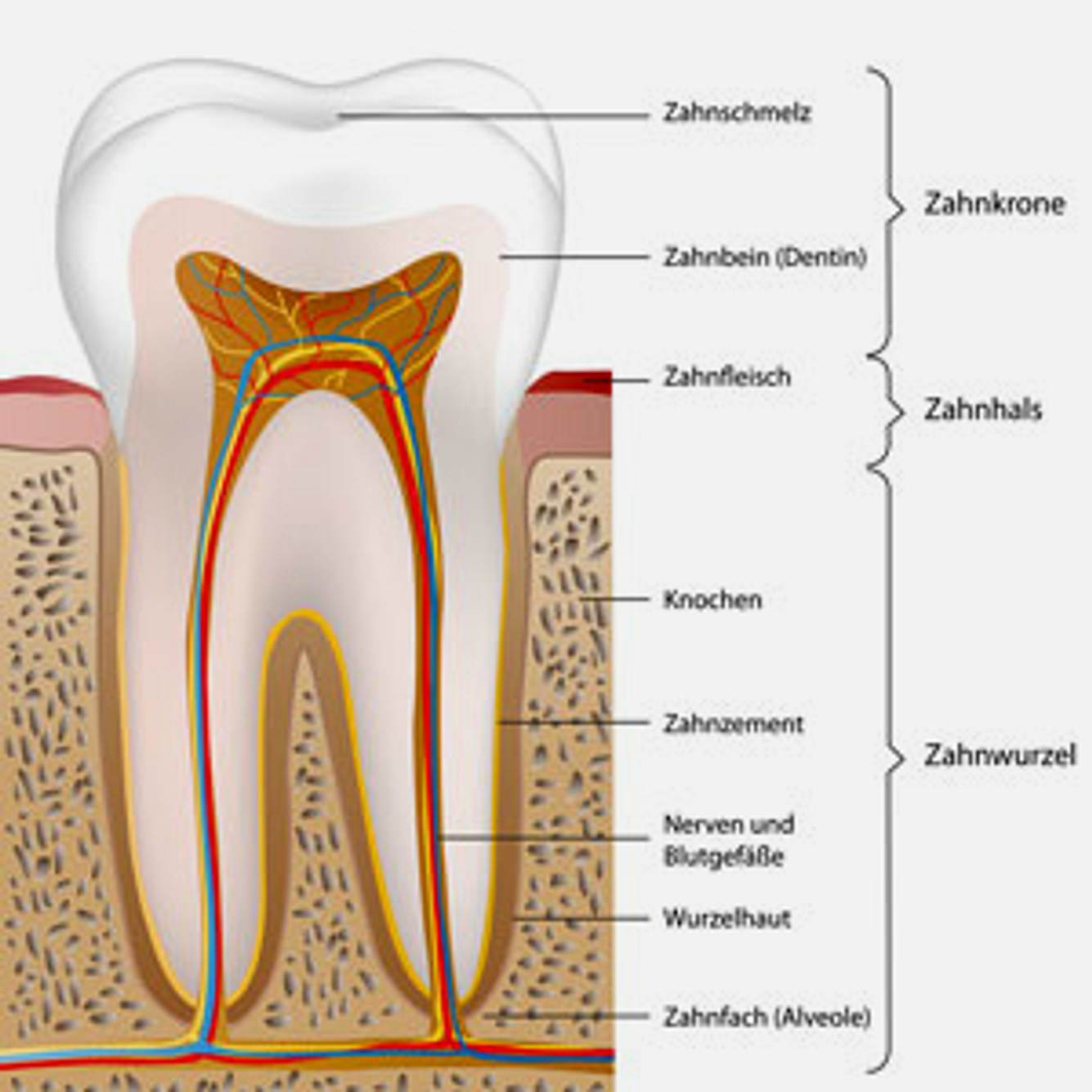Was sind Zahnschmerzen? Alle Infos dazu auf Praxisvita.de | PraxisVITA