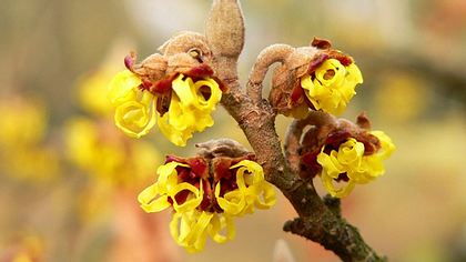 In Blättern und Rinde der Zaubernuss stecken Wirkstoffe, die die Wundheilung fördern