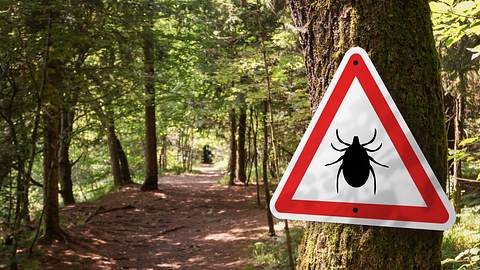 Zecken-Warnschild im Wald - Foto: iStock/24K-Production