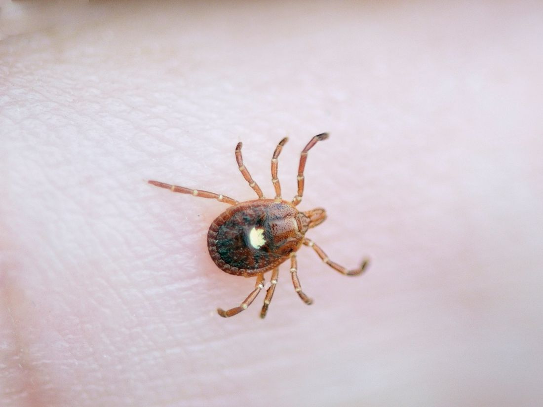 zecken-warnung-einzelstern-zecke Einzelstern-Zecke (Amblyomma americanum)