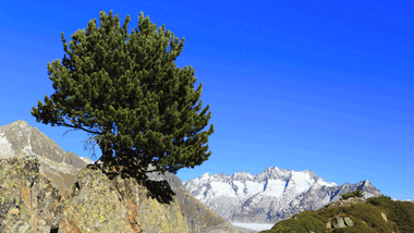 Heilkräuter – in den Alpen wächst die beste Medizin