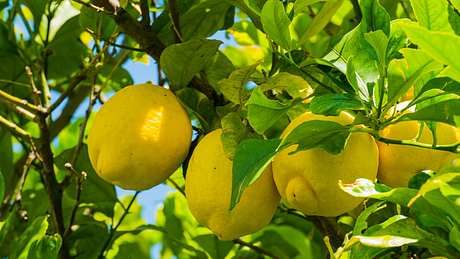 Zitrone – weit mehr als ein Vitamin-C-Lieferant